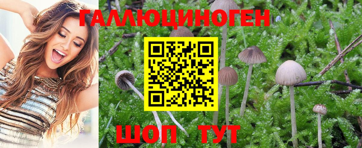 Кохма  Галлюциногенные грибы MAGIC MUSHROOMS  Вход с VPN 